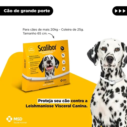 SCALIBOR COLEIRA 65CM 25G